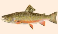 pesca-trota-245x180 pesca-trota-245x180